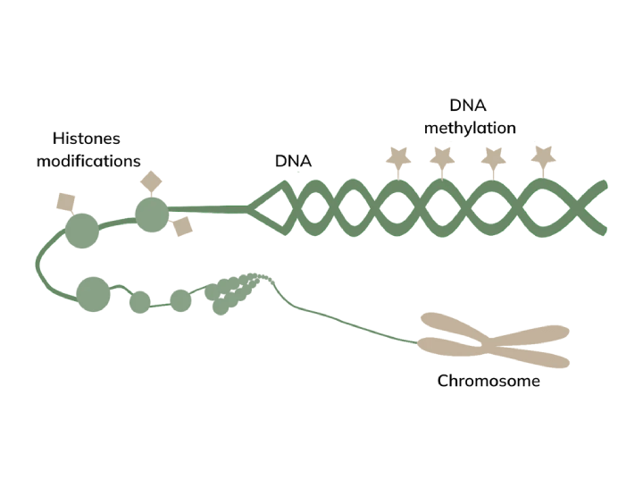 Epigenetics graph avea