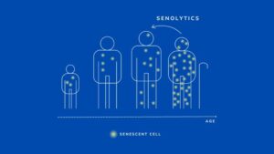 senolytics and ageing