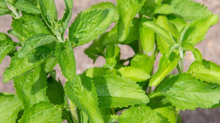 Stevia