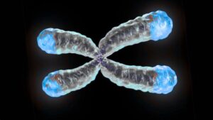 Why telomeres shorten